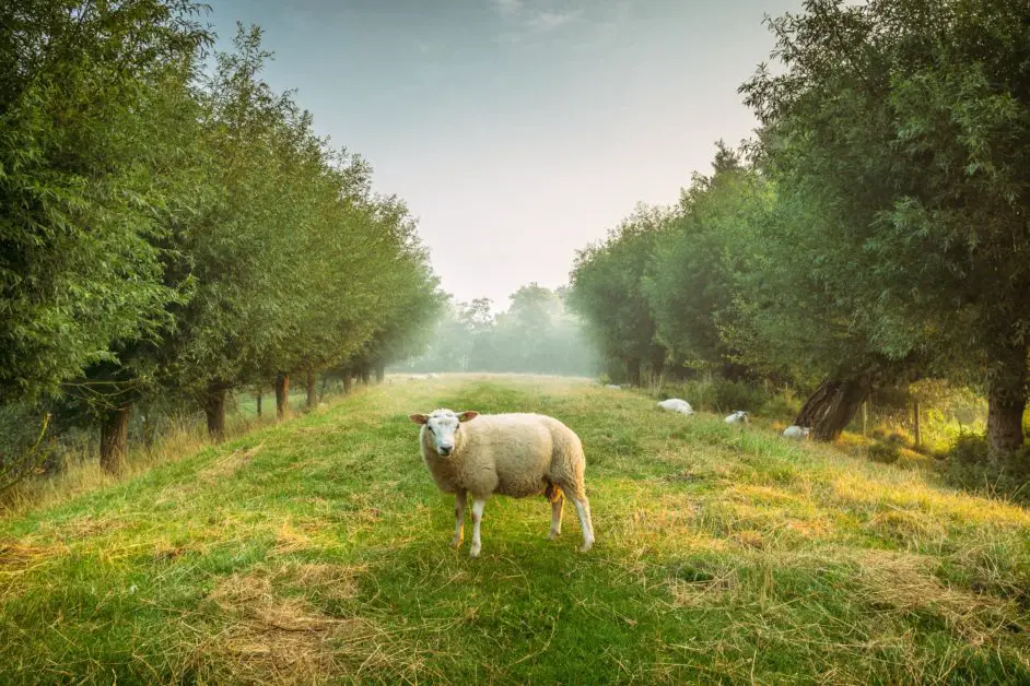 A sheep in a field. 